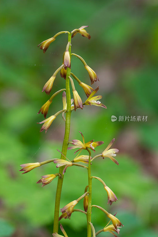 Puttyroot Orchid (Aplectrum Hyemale)， Mount Magazine, AR